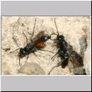 Wegwespenstreit-01 10mm schwarz oeffnet Nest - rot verschliesst es immer wieder.jpg